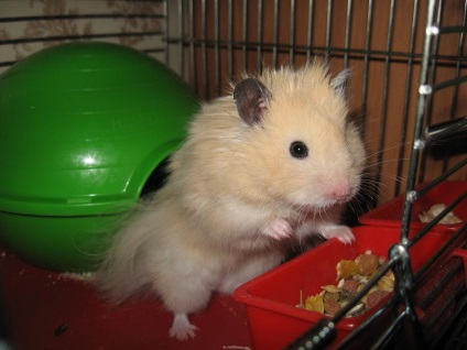De ce hamsterii se luptă - răspunsuri și sfaturi cu privire la întrebările dumneavoastră