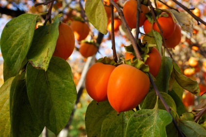 Proprietăți utile de persimmons, cum să utilizați curmal japonez cum să aleagă o curmale