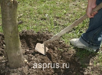 Öntözés gyümölcsfák származó csemete érett fa, appyapm