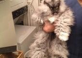 Colonel miau - cea mai severă pisică din lume