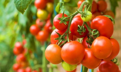 Tomatele beneficiază și dăunează sănătății umane