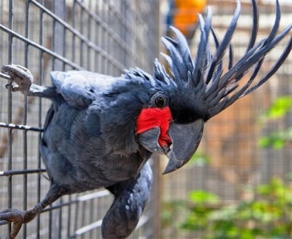 Parrot Cockatoo Bird Întreținere și îngrijire