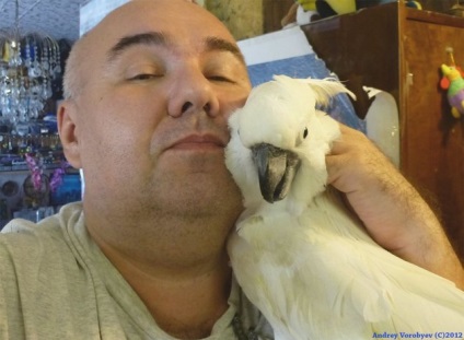 Parrot Cockatoo Bird Întreținere și îngrijire