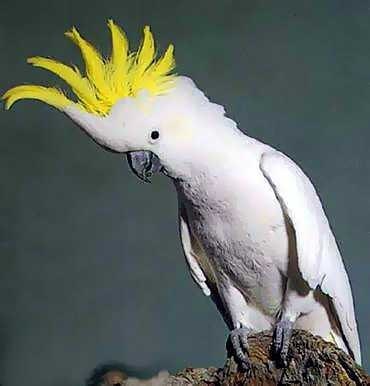 Parrot Cockatoo Bird Întreținere și îngrijire