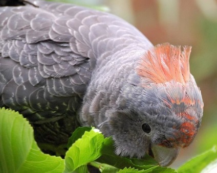 Parrot Cockatoo Bird Întreținere și îngrijire