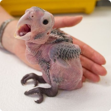 Parrot Cockatoo Bird Întreținere și îngrijire