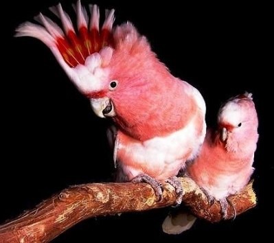 Parrot Cockatoo Bird Întreținere și îngrijire