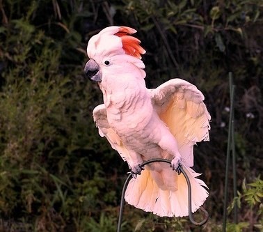 Parrot Cockatoo Bird Întreținere și îngrijire