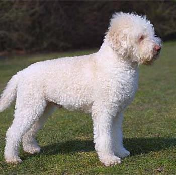 Breed lagotto romagnolo - fotografie, caracter, îngrijire, antrenament, boală, preț de câine