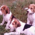 Rasă de câini Cățelul estonian (50 fotografii) Greyhound, ce antrenament, descriere, video