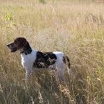 Rasă de câini Cățelul estonian (50 fotografii) Greyhound, ce antrenament, descriere, video