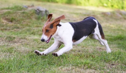 Rasă de câini Cățelul estonian (50 fotografii) Greyhound, ce antrenament, descriere, video