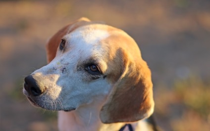 Rasă de câini Cățelul estonian (50 fotografii) Greyhound, ce antrenament, descriere, video