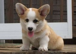 Corgi kutyák