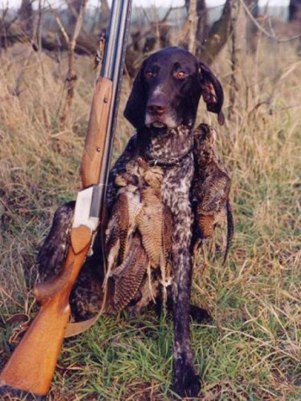 Câinii de reproducție și utilizarea lor în vânătoarea de vânat cu pene și animale mici