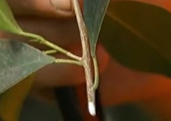 Plantarea de ficus benjamin - un copac nou dintr-o ramură, butași sau semințe