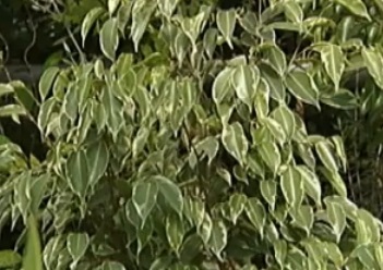 Plantarea de ficus benjamin - un copac nou dintr-o ramură, butași sau semințe