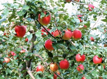 Plantarea unui măr în toamnă în suburbiile care aleg un loc și un sol, o prezentare generală a soiurilor pentru regiune