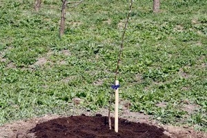 Plantarea de măr în primăvară în suburbii - magia plantelor