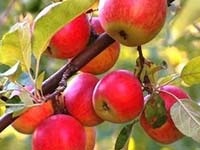 Plantarea de măr în primăvară în suburbii