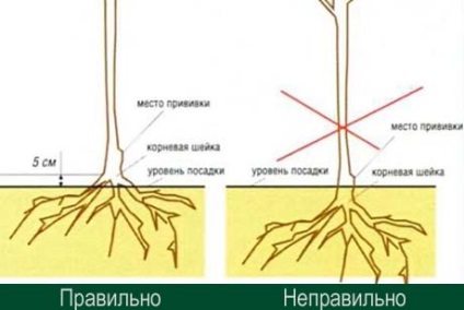 Plantarea de măr în primăvară în suburbii