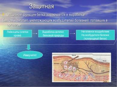 Prezentare - proteine ​​- cele mai importante componente ale celulelor - descărcare gratuită