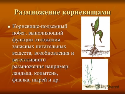 Prezentare privind propagarea vegetativa a plantelor