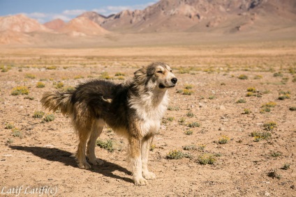 kutya Priotarnye kirgiz keleti Pamir, Tádzsikisztán