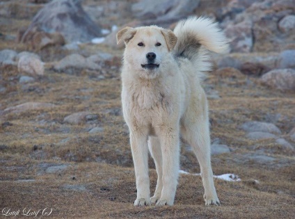 Câini de primăvară ai Kârgâzului din Pamirs de est, Tadjikistan