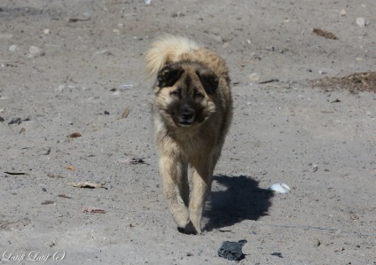 Câini de primăvară ai Kârgâzului din Pamirs de est, Tadjikistan