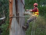 Profesiile în domeniul creșterii animalelor și a plantelor sunt descrierea și alegerea acestora