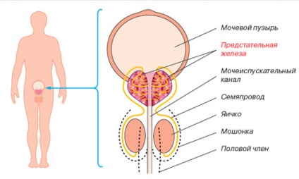 Funcțiile de bază ale prostatei și bolile glandei