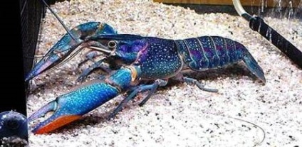 Cancer albastru sau cireș (cherax quadricarinatus)