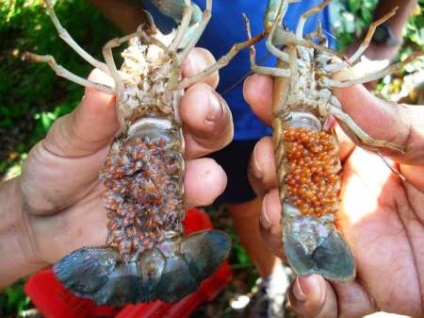 Cancer albastru sau cireș (cherax quadricarinatus)