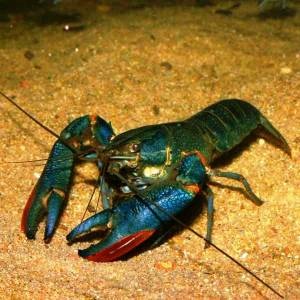 Cancer albastru sau cireș (cherax quadricarinatus)