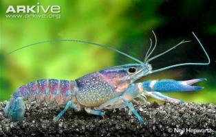 Cancer albastru sau cireș (cherax quadricarinatus)