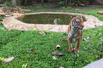 Szórakozás Langkawi szigetén, dolgom