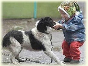 A gyermek megharapott egy kutya, hogyan folytassa cselekedni (gyermek megharapott egy kutya) A gyermek megharapott egy kutya, hogy hogyan tovább jár