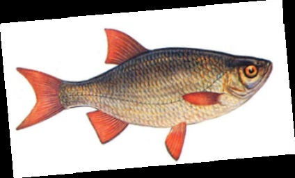 Pește bersh
