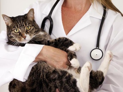 Rhinotracheitisvírus macskák - Tünetek, kezelése és megelőzése