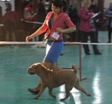 Naștere la câine - pepinieră sharpey holens stoun