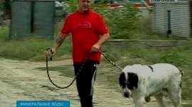 Cel mai mare câine din lume trăiește în regiunea Stavropol