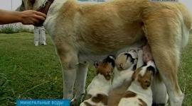 Cel mai mare câine din lume trăiește în regiunea Stavropol