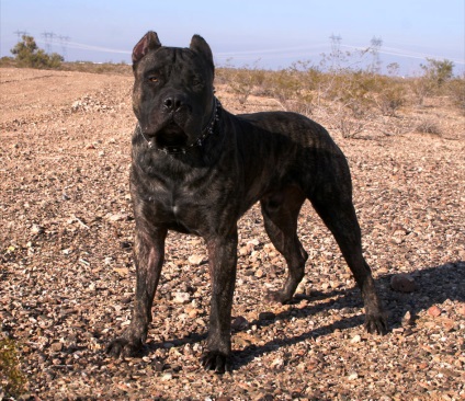 Cele mai periculoase rase de caini - animale de companie