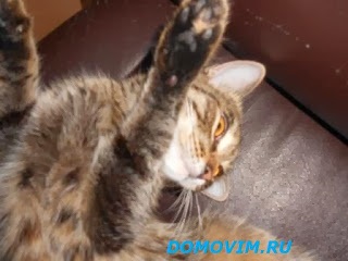Secretele de curățenie în casa de tapet lichid și o pisică în casă este compatibil (movodstvo) de corespondență