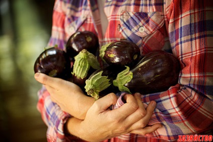 Titkok garantált termés padlizsán