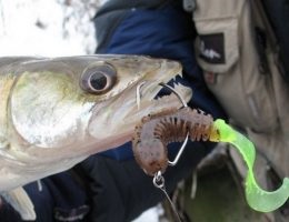 Secretele de prindere a peștelui