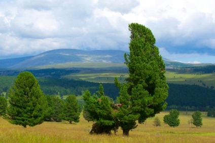 Seminsky át először Chuiski