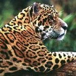Serval - pisică arsă sau animal de companie exotic