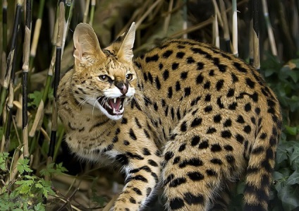 Serval - pisică arsă sau animal de companie exotic